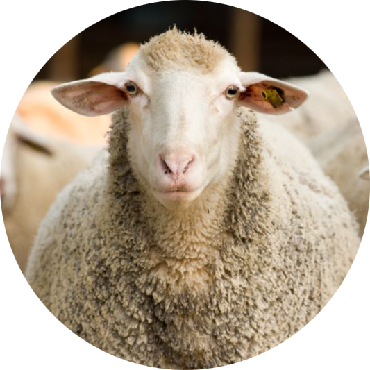 Domestic Sheep