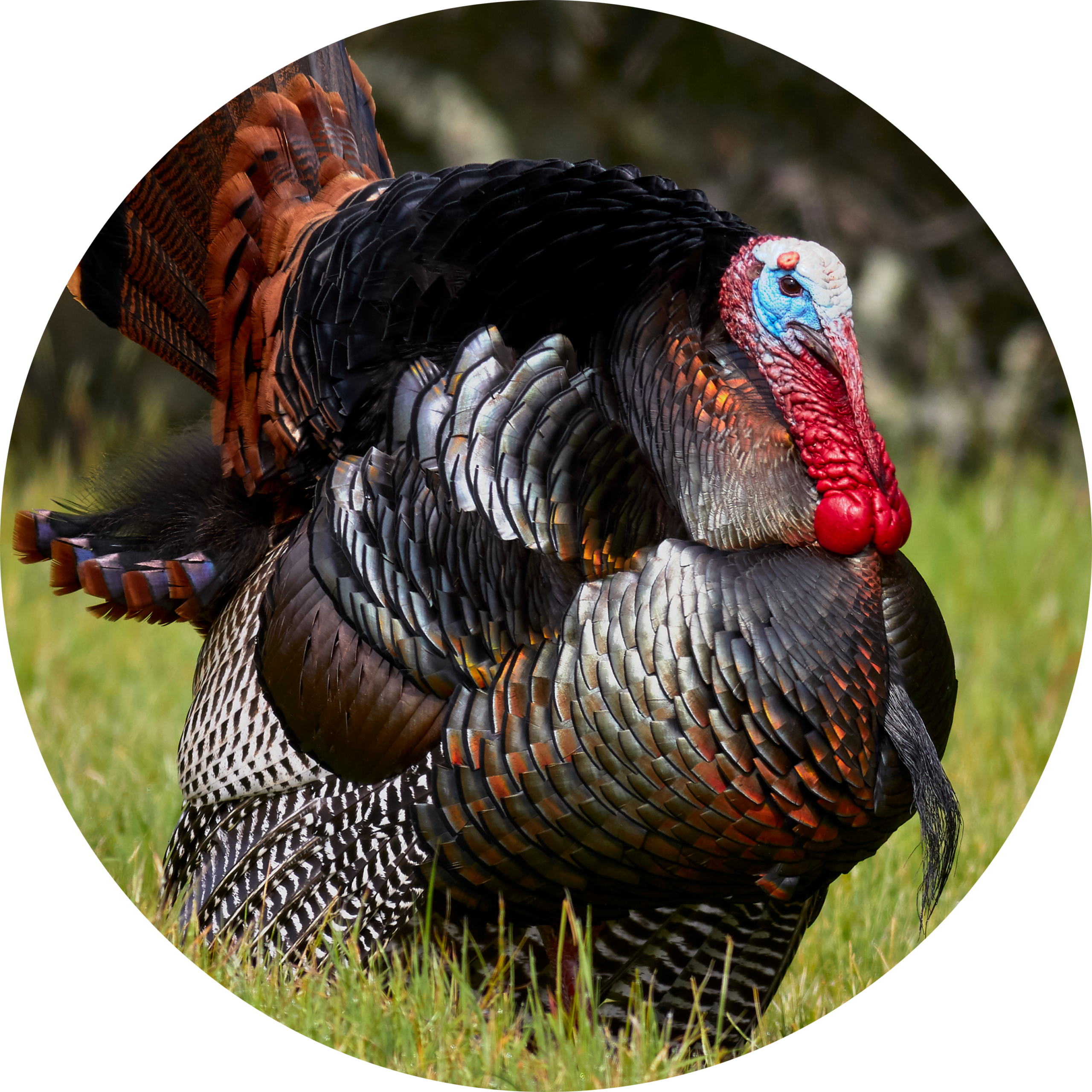 Domestic Turkey