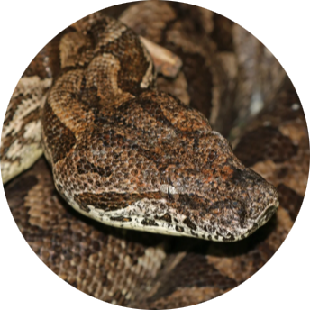 Dumeril’s Boa