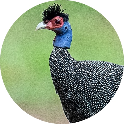 Eastern Crested Guinea Fowl