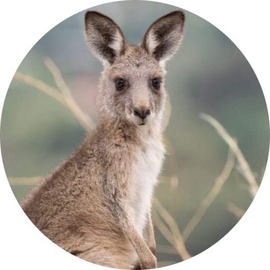 Eastern Grey Kangaroo