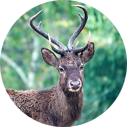 Eld’s Deer