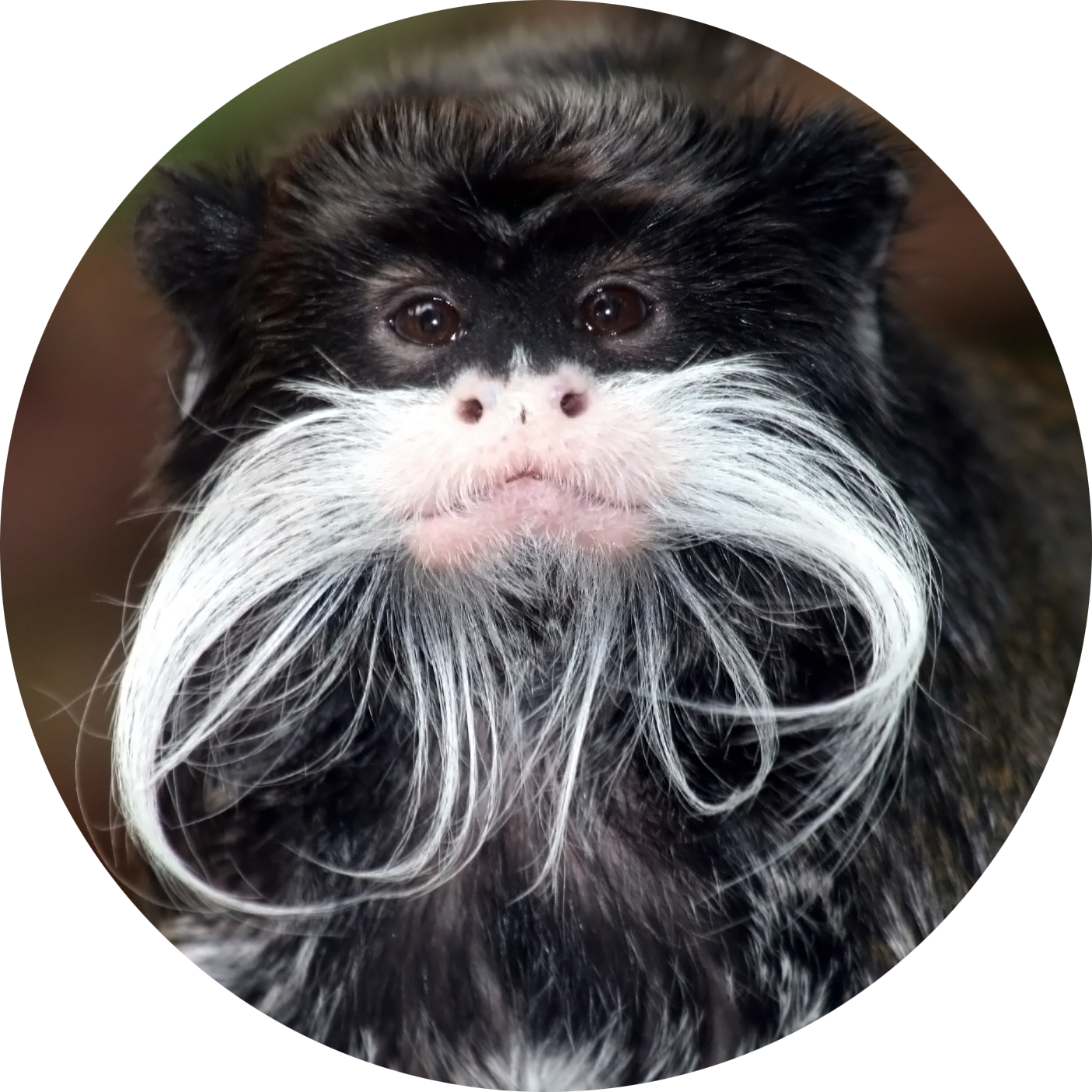 Emperor Tamarin