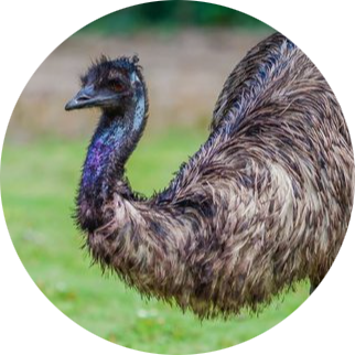 Emu