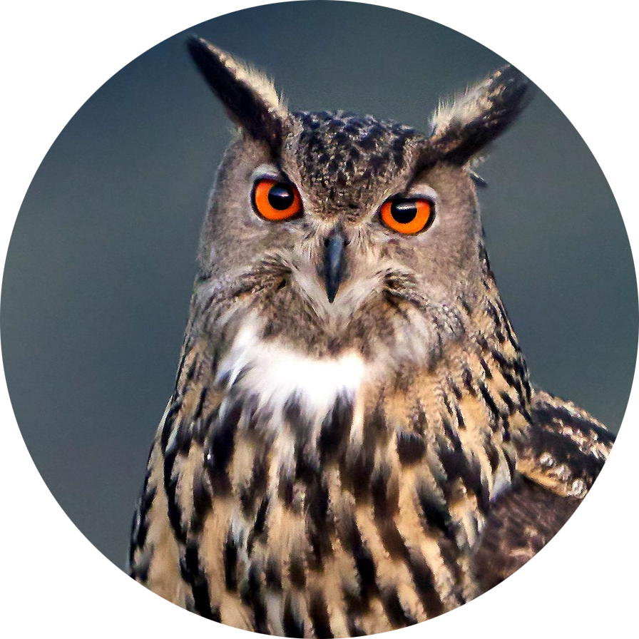 Eurasian Eagle-owl
