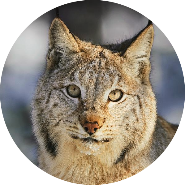 Eurasian Lynx