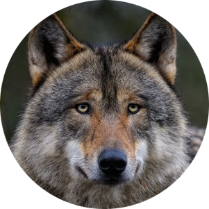 Eurasian Wolf