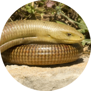 European Glass Lizard