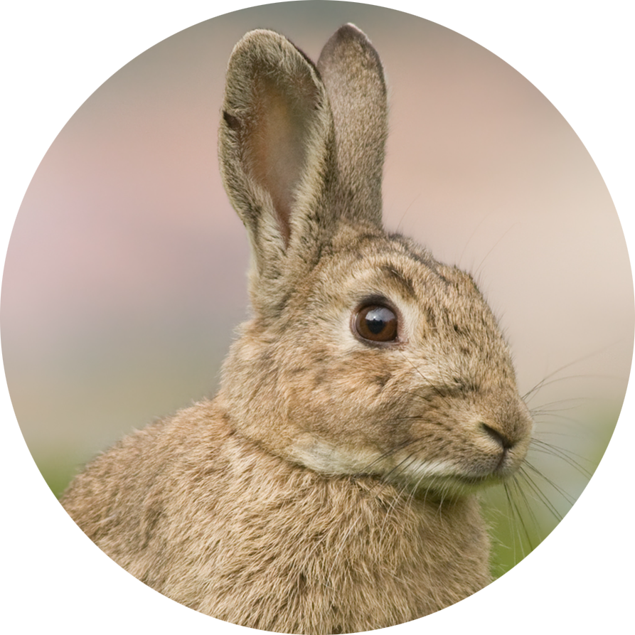 European Rabbit