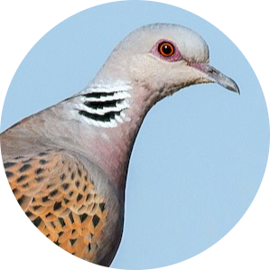 European Turtle Dove