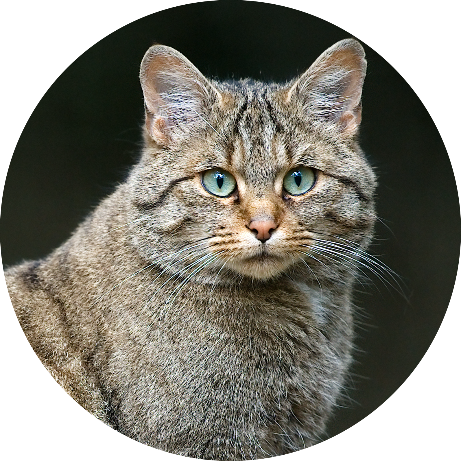 European Wildcat