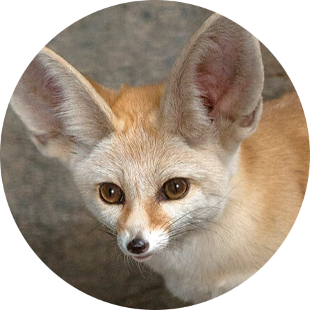 Fennec Fox