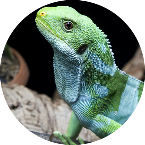 Fiji Banded Iguana