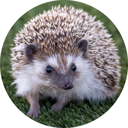 Four-toed Hedgehog