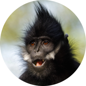 Francois’ Langur