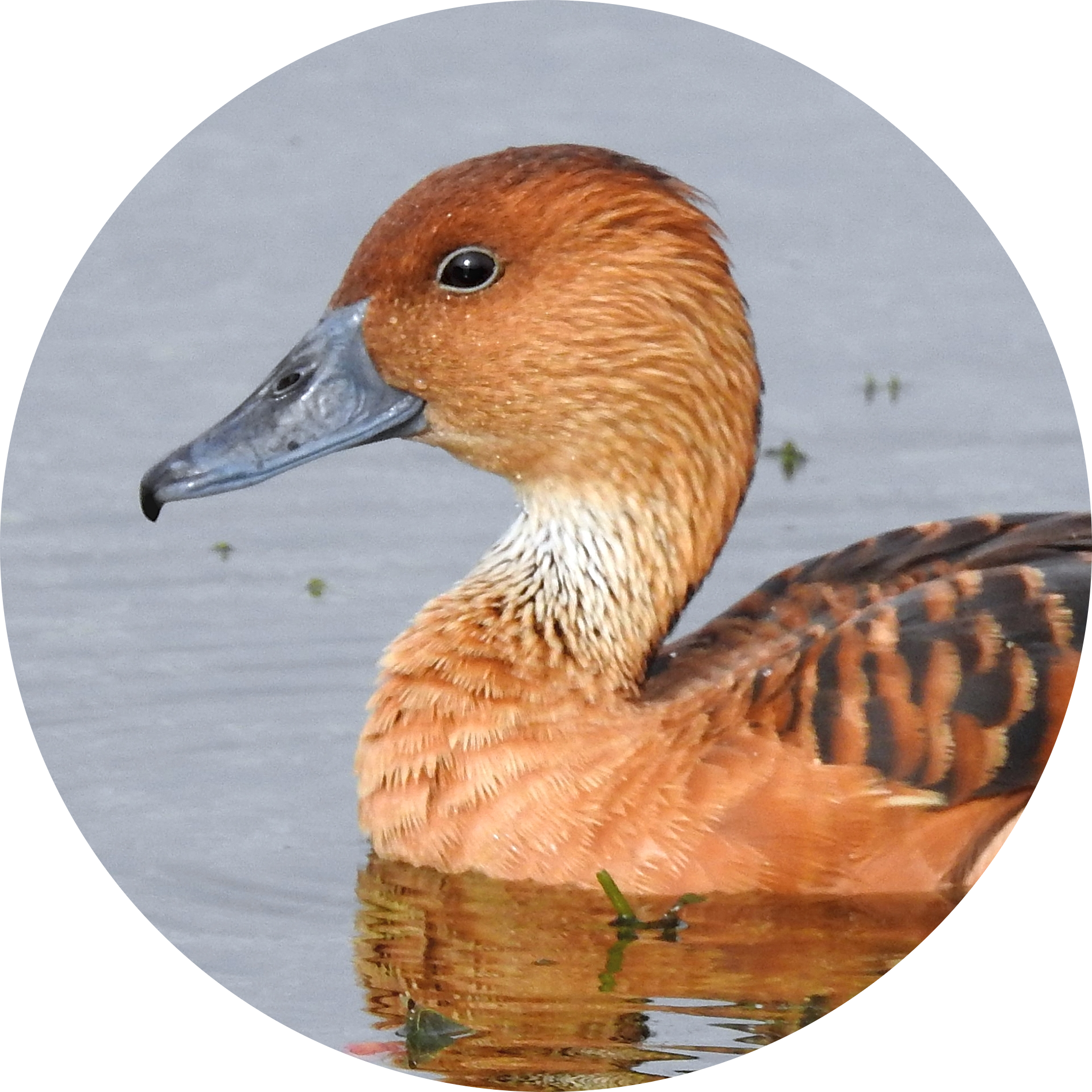 Fulvous Whistling Duck