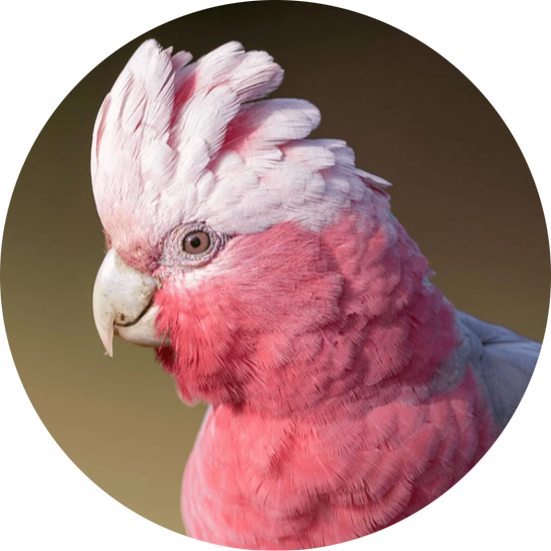 Galah