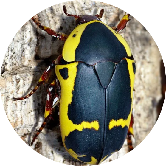 Garden Fruit Chafer
