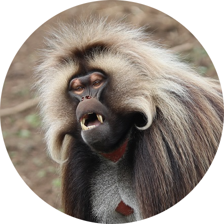 Gelada