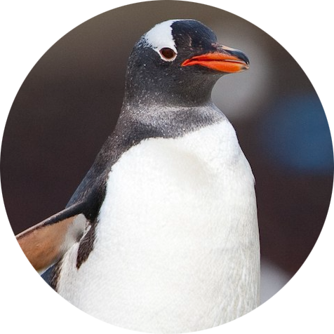 Gentoo Penguin