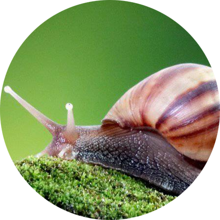 Giant African Land Snail