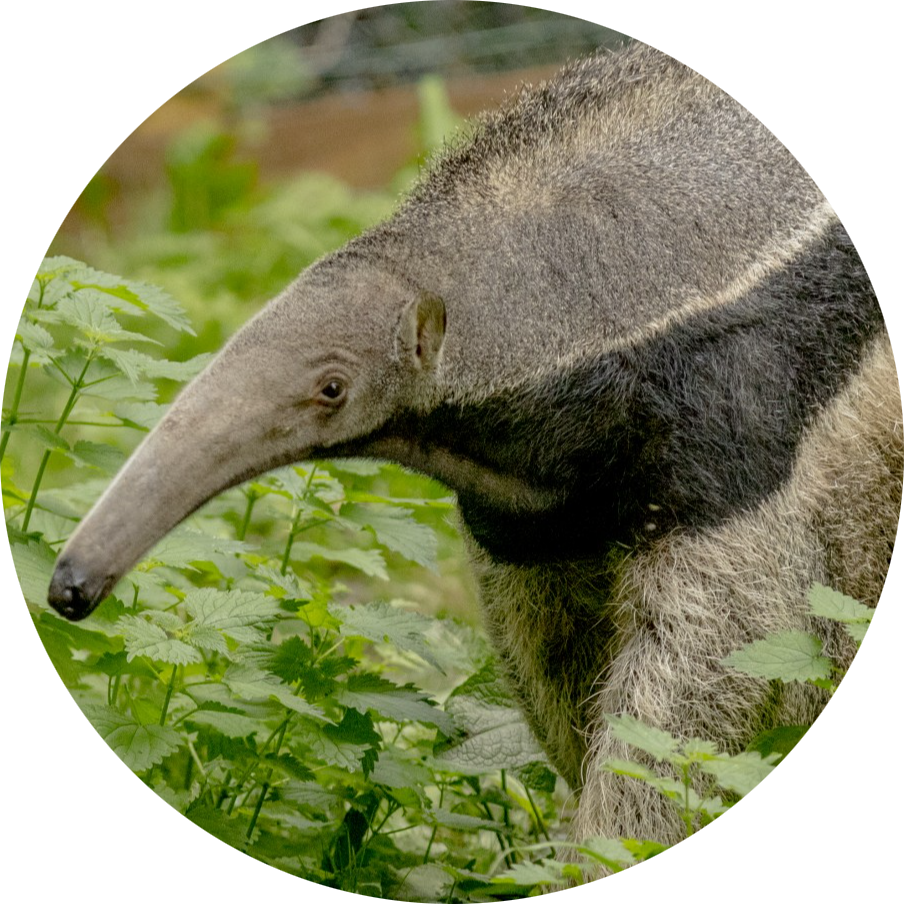 Giant Anteater