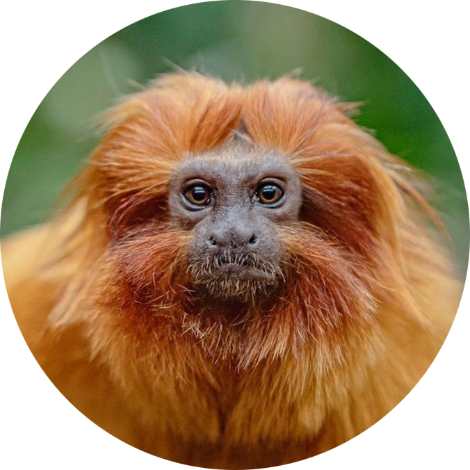 Golden Lion Tamarin