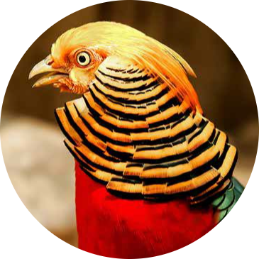 Golden Pheasant