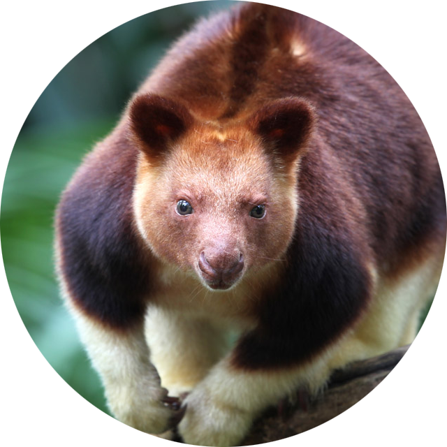 Goodfellow’s Tree Kangaroo