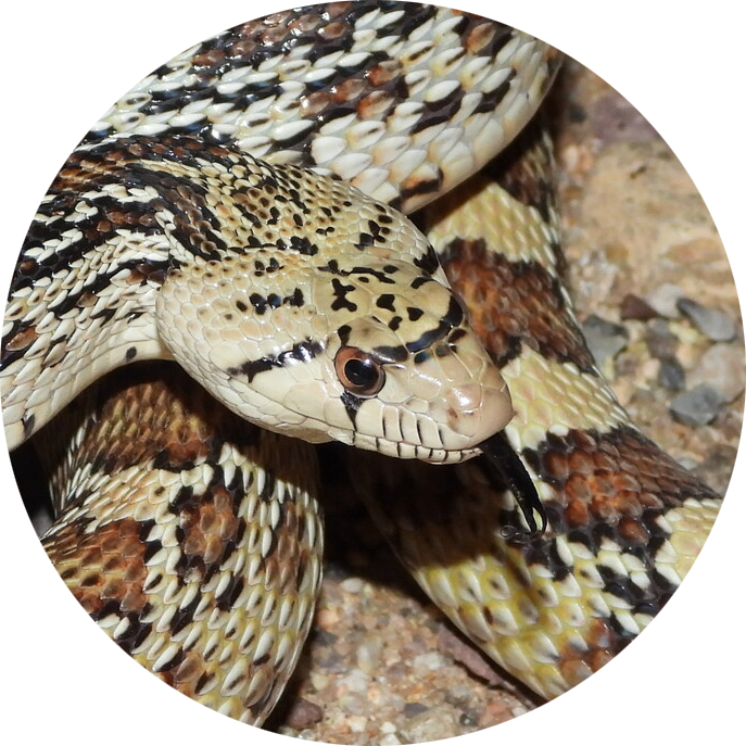 Gopher Snake