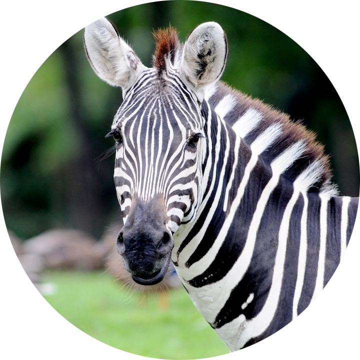 Grant’s Zebra