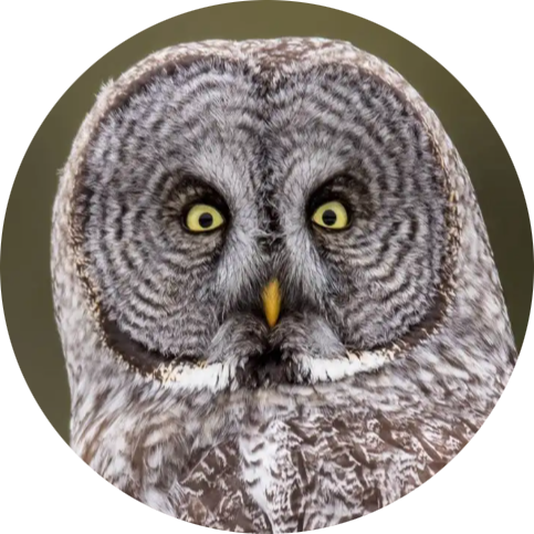 Great Grey Owl