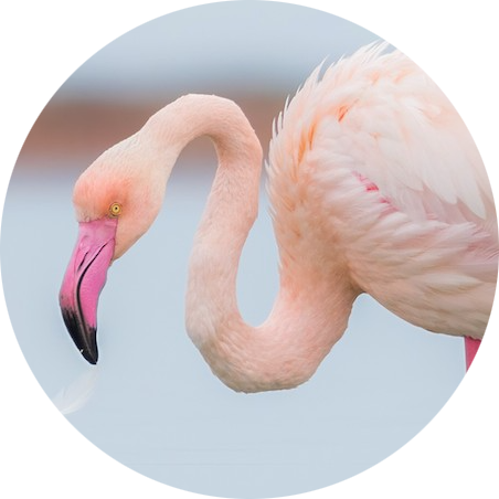 Greater Flamingo