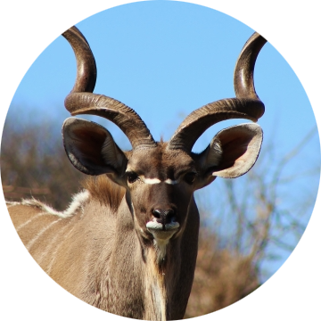 Greater Kudu