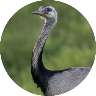 Greater Rhea