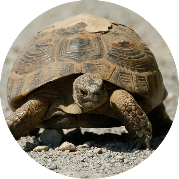 Greek Tortoise