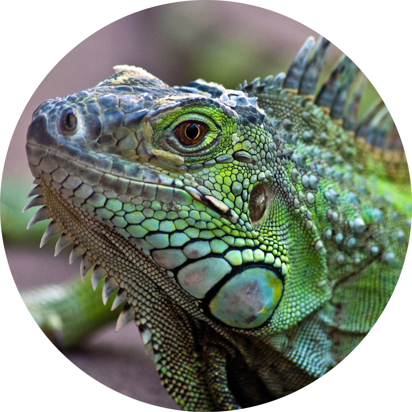 Green Iguana