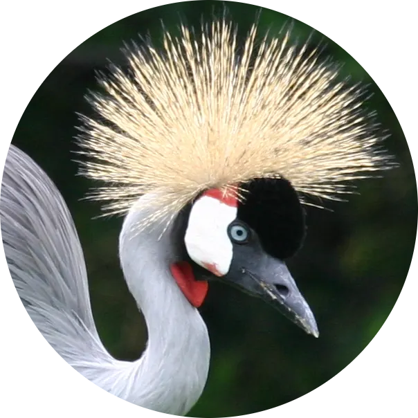 Grey Crowned Crane