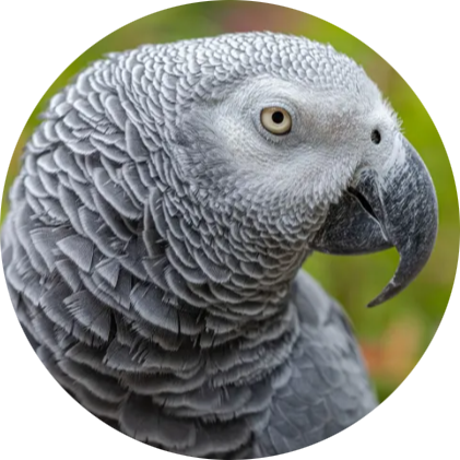 Grey Parrot