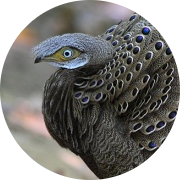 Grey Peacock-pheasant