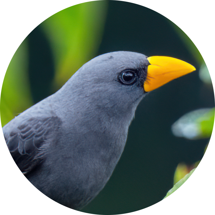 Grosbeak Starling