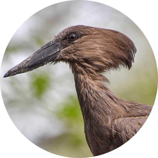 Hamerkop