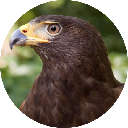Harris’ Hawk