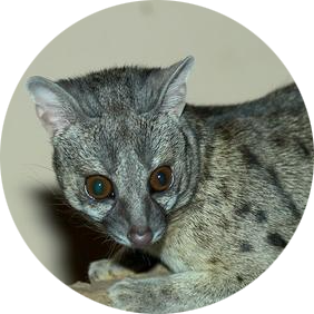 Hausa Genet