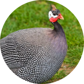 Helmeted Guinea Fowl