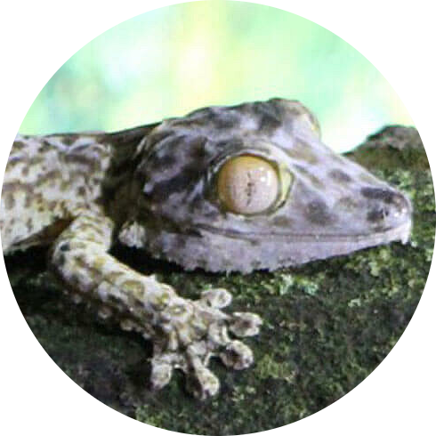 Henkel’s Leaf-tailed Gecko