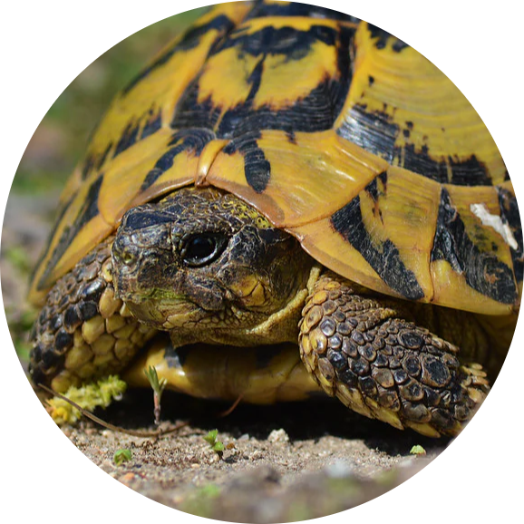 Hermann’s Tortoise