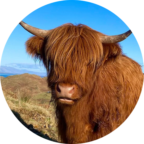 Highland Cattle