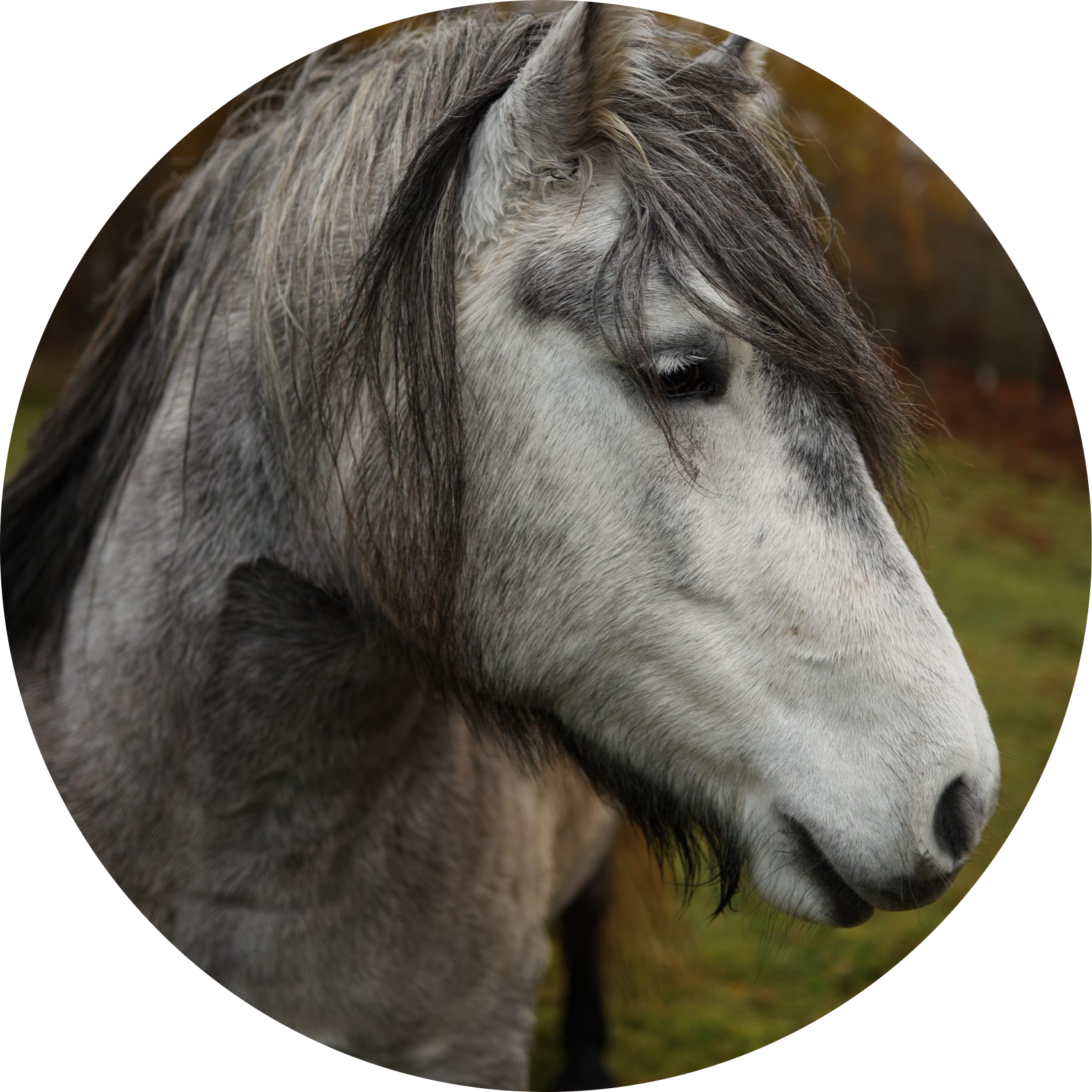 Highland Pony