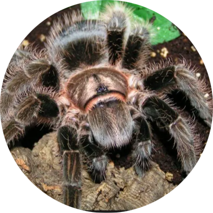 Honduran Curly-haired Tarantula